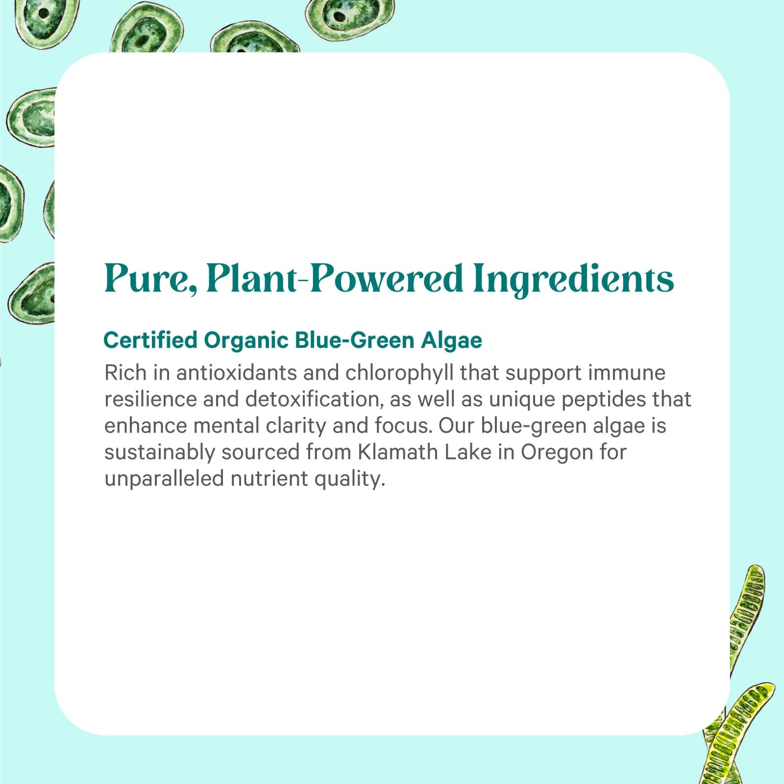 Organic Blue-Green Algae Capsules