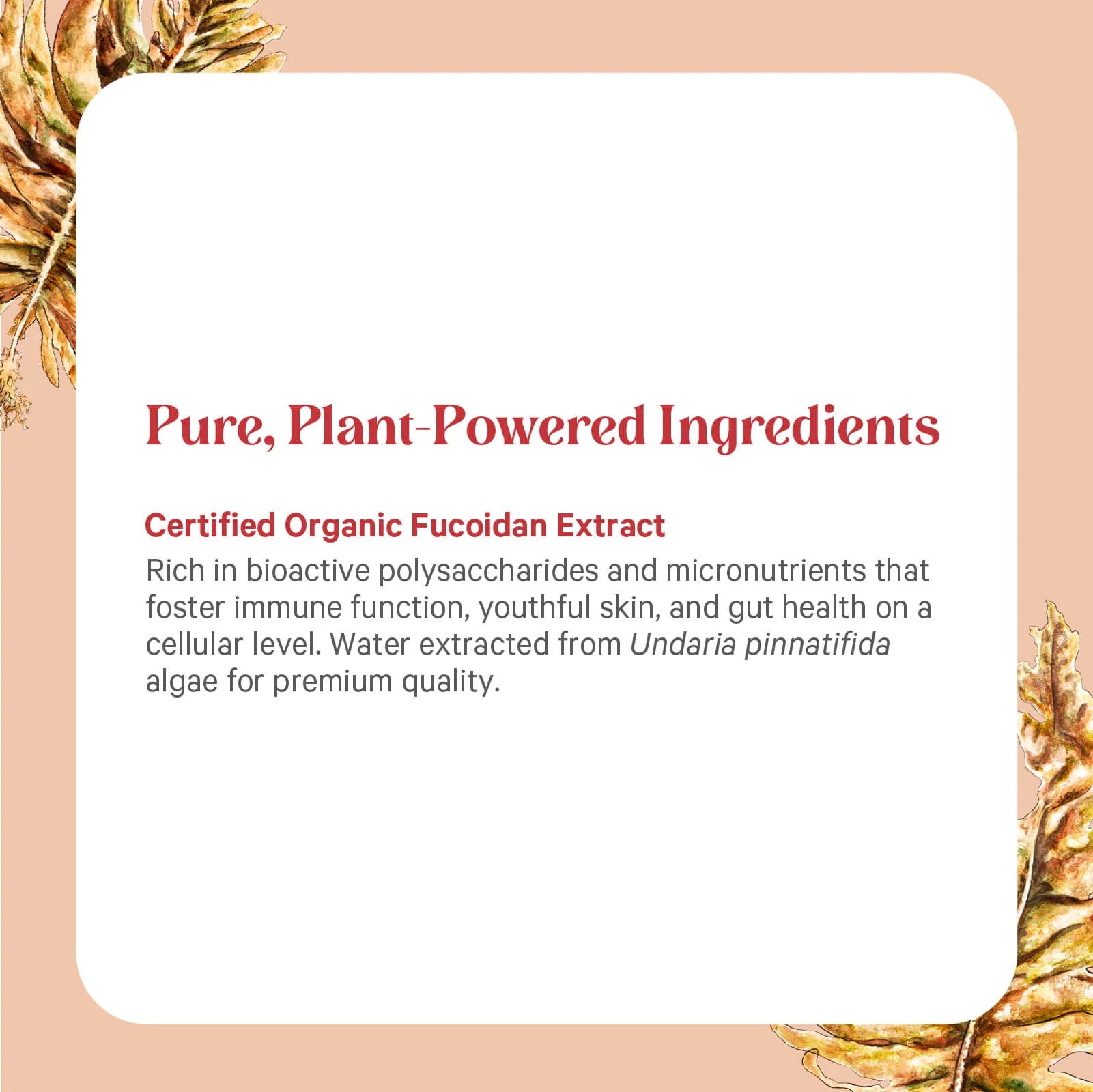 SuperPure® Fucoidan Extract